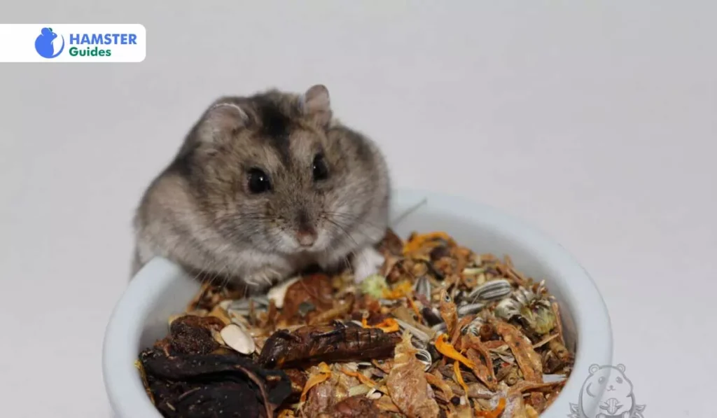 Are Crickets Healthy for Hamsters