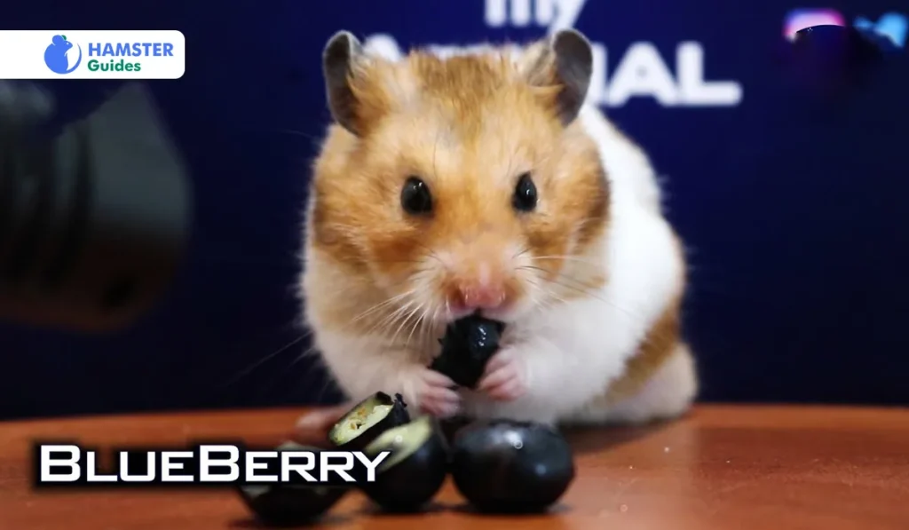 Are blueberries suitable for Hamsters