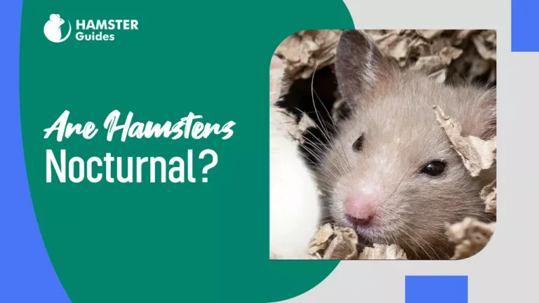 Are hamsters nocturnal