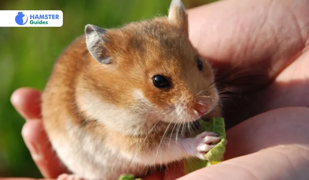 Arugula Serving Size and Introduction to Hamster