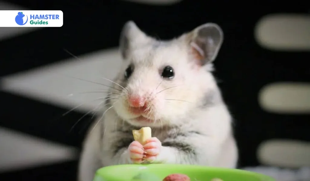 Balancing Diet with Hamster Pellets and Timothy Hay