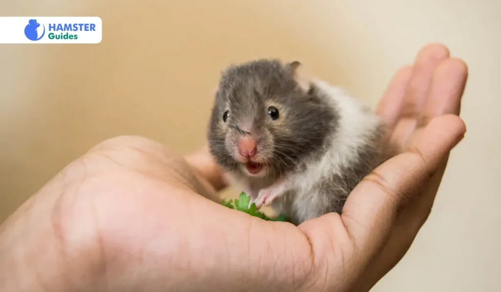 Behaviour of Wild Hamsters