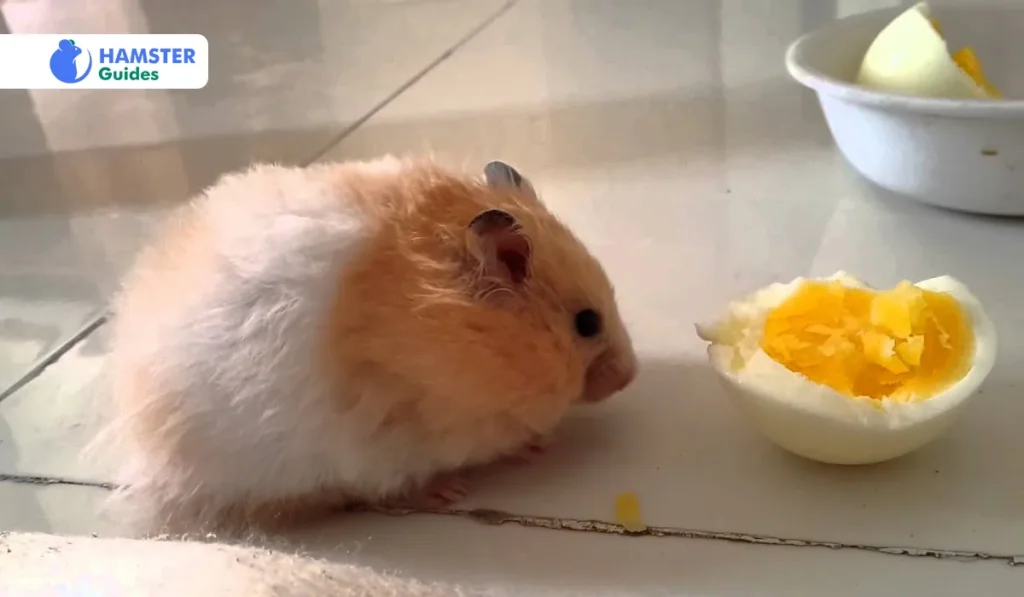 Benefits And Risks Of Feeding Boiled Eggs To Hamsters
