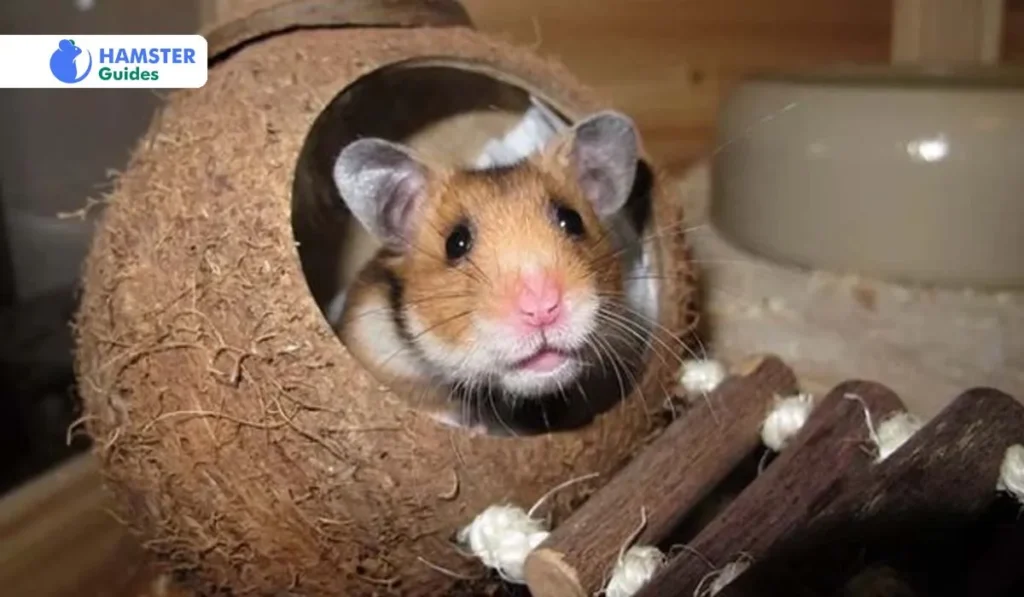 Benefits Of Providing Apricots to Hamster