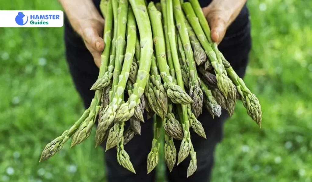 Benefits of Asparagus for Hamsters
