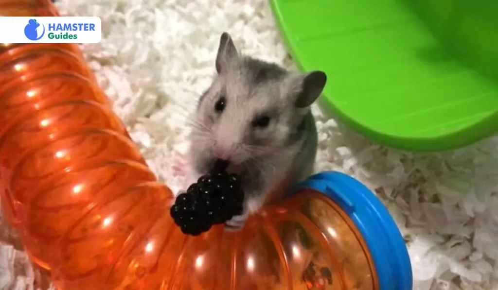 Benefits of Blackberries for Your Hamsters