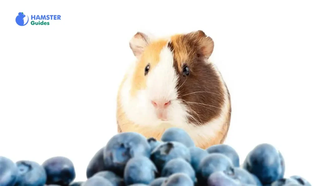 Benefits of Giving Blueberries to Hamster