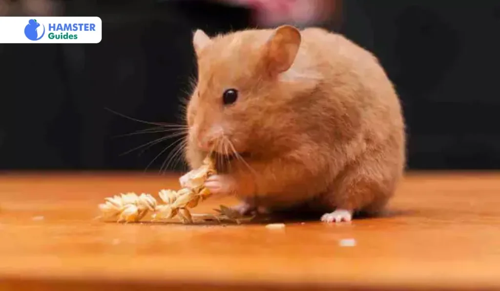 Benefits of Giving Oats to Hamsters for Their Health
