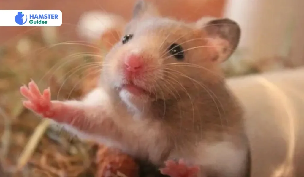 Benefits of Pears for Hamsters