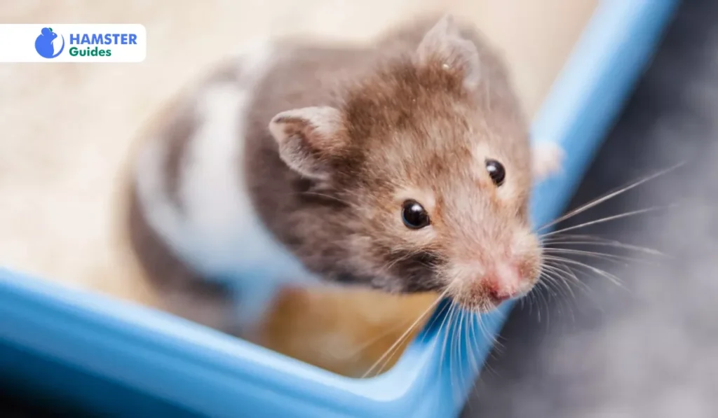 Beyond Nocturnal Behavior Additional Sleep Considerations