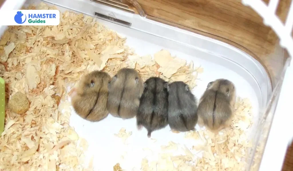 Breeding and Reproduction of Roborovski Dwarf Hamsters 