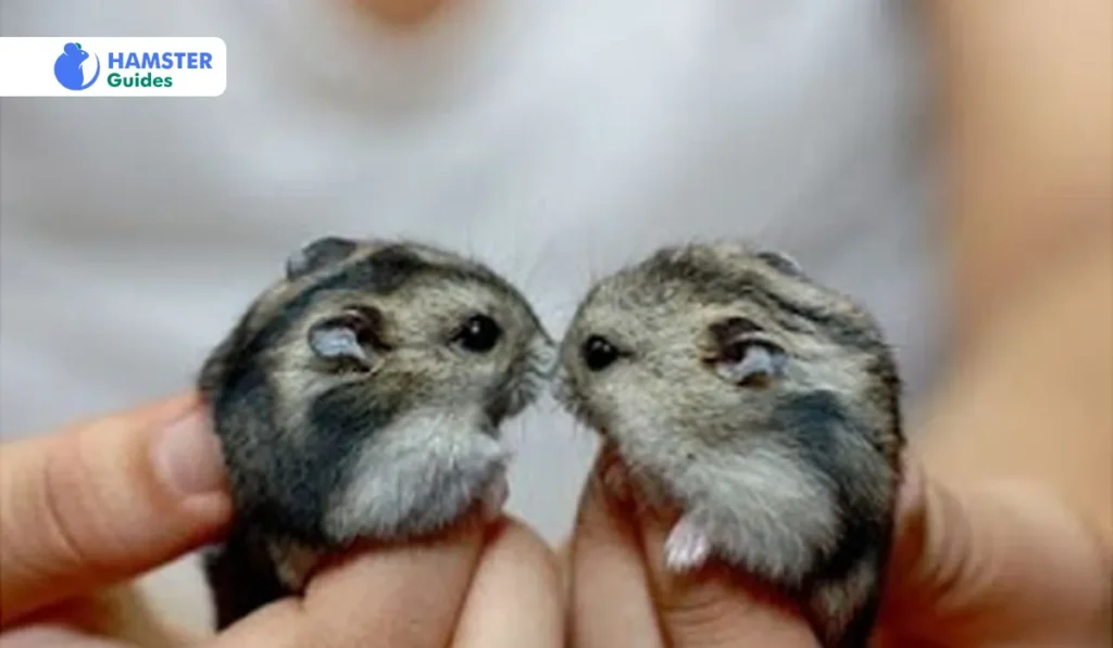 Breeding of Grey Dwarf Hamsters