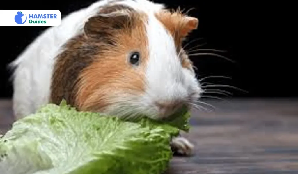 Cabbage’s Nutritional Profile 