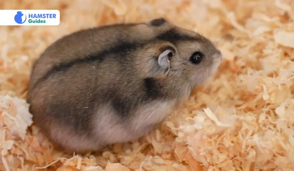 Campbell’s Dwarf Hamster Lifespan