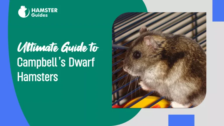 Campbell’s Dwarf Hamsters
