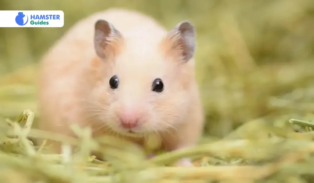 Can A Dwarf Hamster Eat Carrots