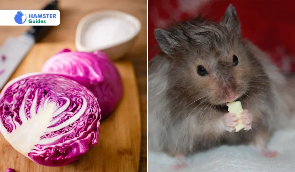 Can Dwarf Hamsters Eat Purple Cabbage?
