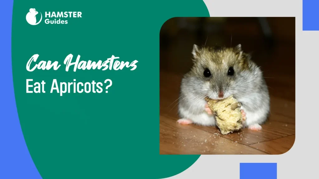 Can-Hamsters-Eat-Apricots