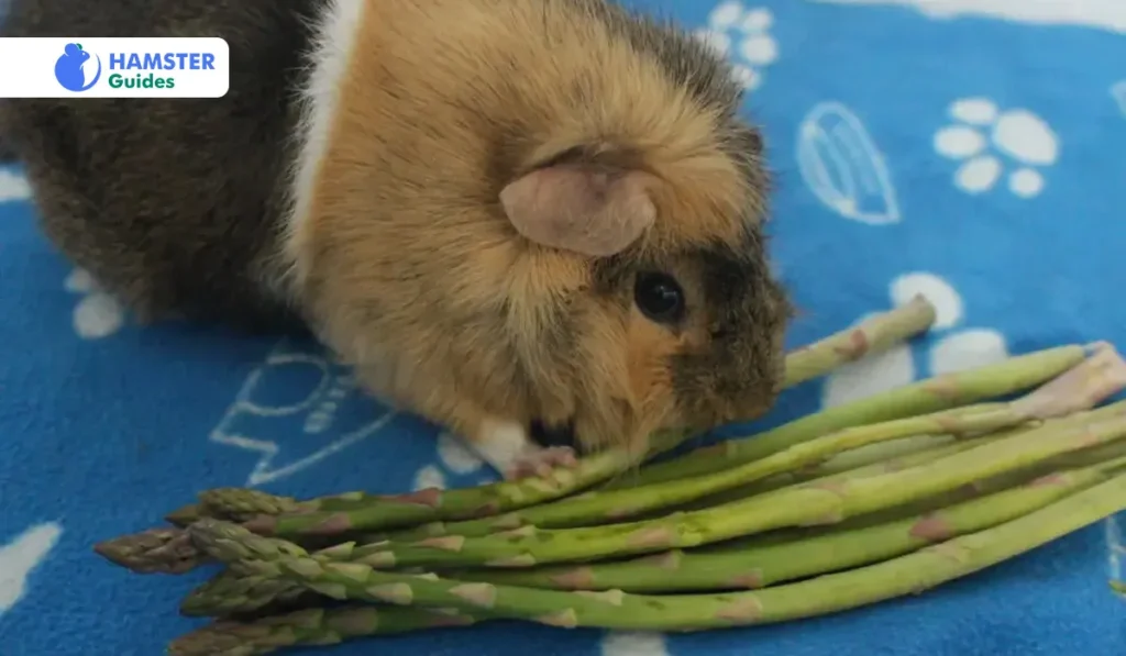 Can Hamsters Eat Asparagus Seeds