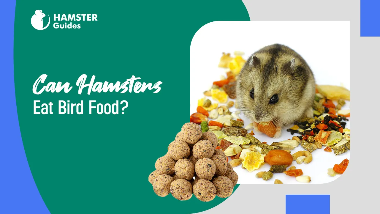 Can Hamsters Eat Bird Food