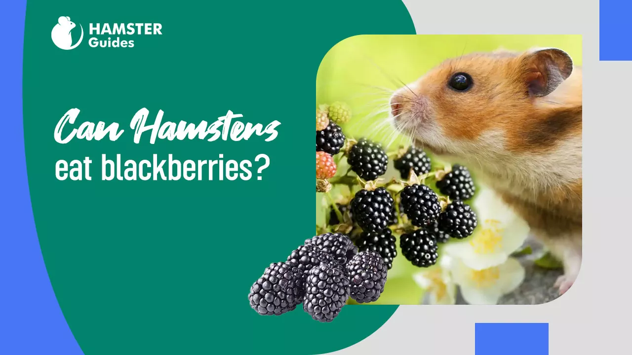 Can Hamsters Eat Blackberries
