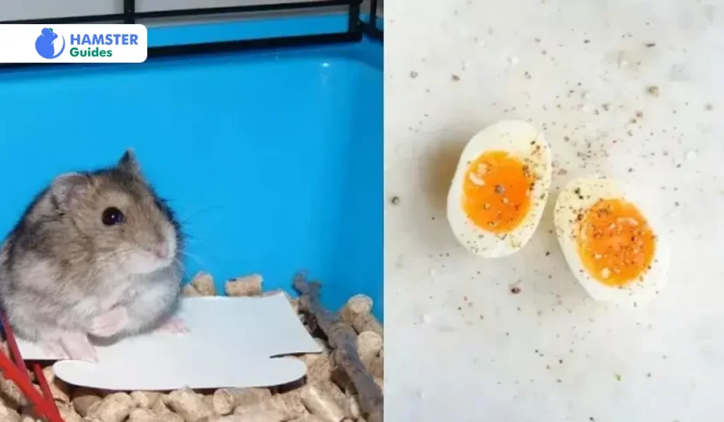 Can Hamsters Eat Boiled Eggs