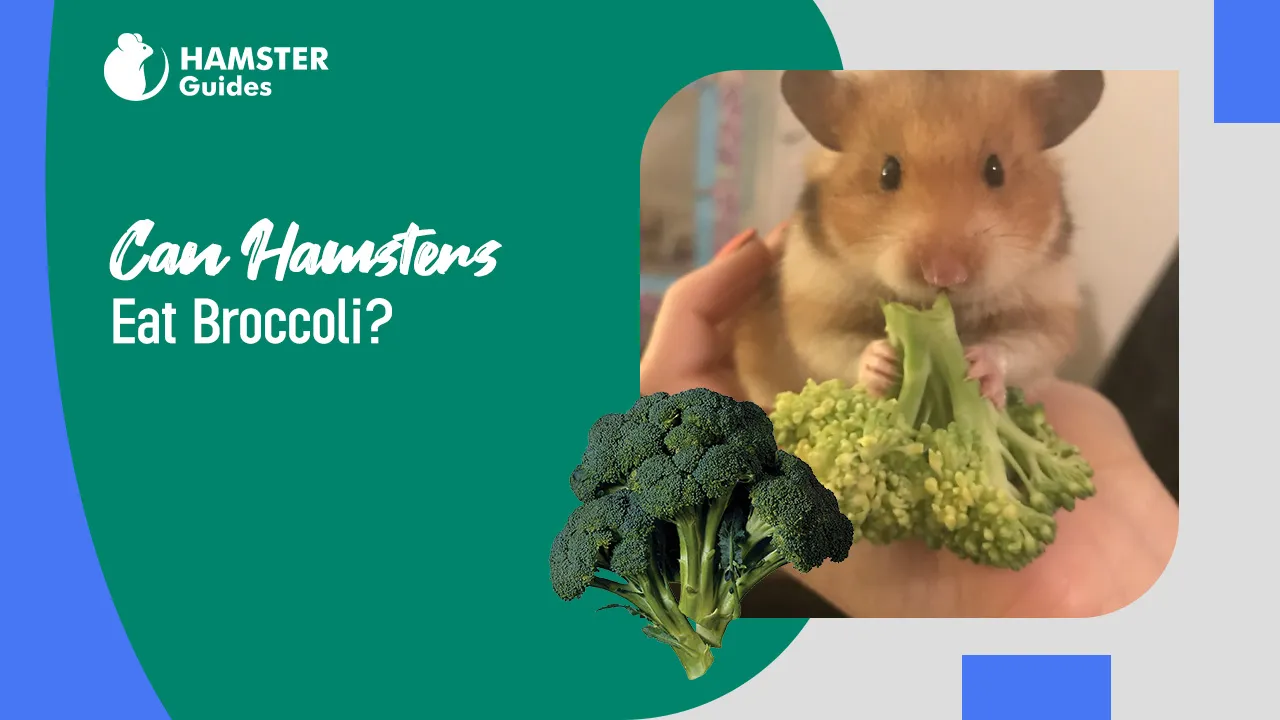 Can Hamsters Eat Broccoli