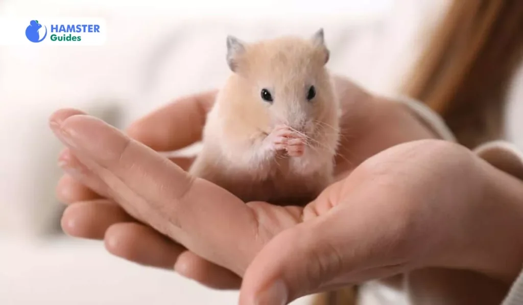 Can Hamsters Eat Butter Beans