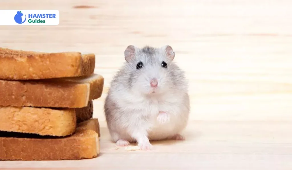 Can Hamsters Eat Butter Bread