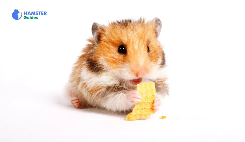 Can Hamsters Eat Butter Lettuce