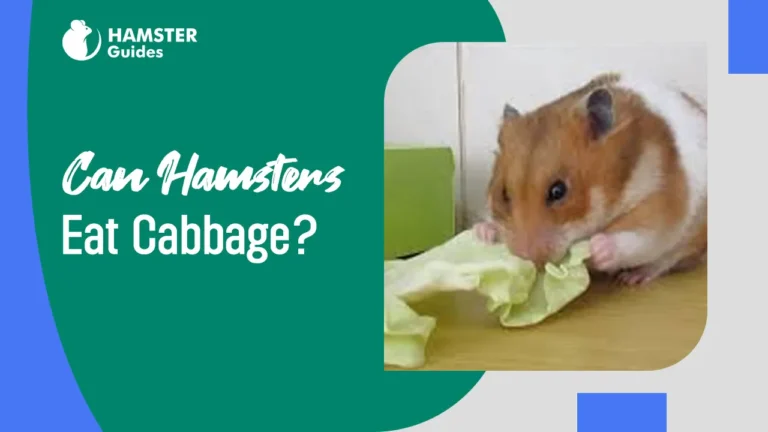 Can Hamsters Eat Cabbage