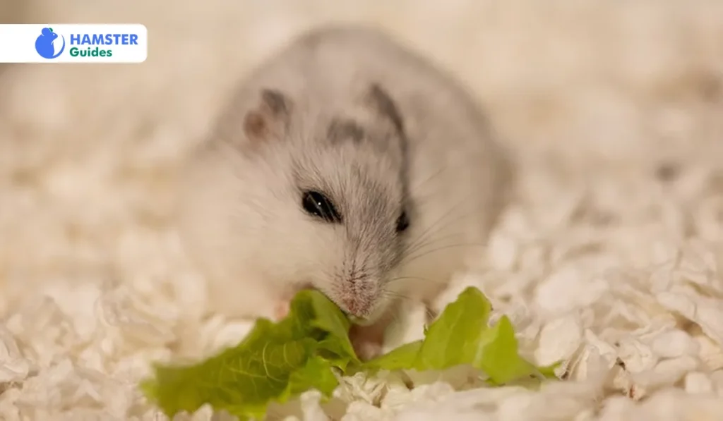 Can Hamsters Eat Cabbage Leaves