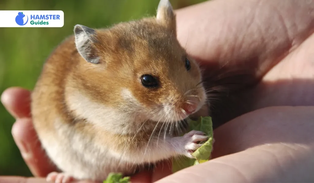 Can Hamsters Eat Cabbage Stalks? 