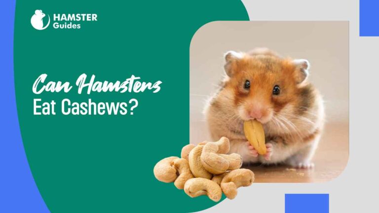 Can Hamsters Eat Cashews