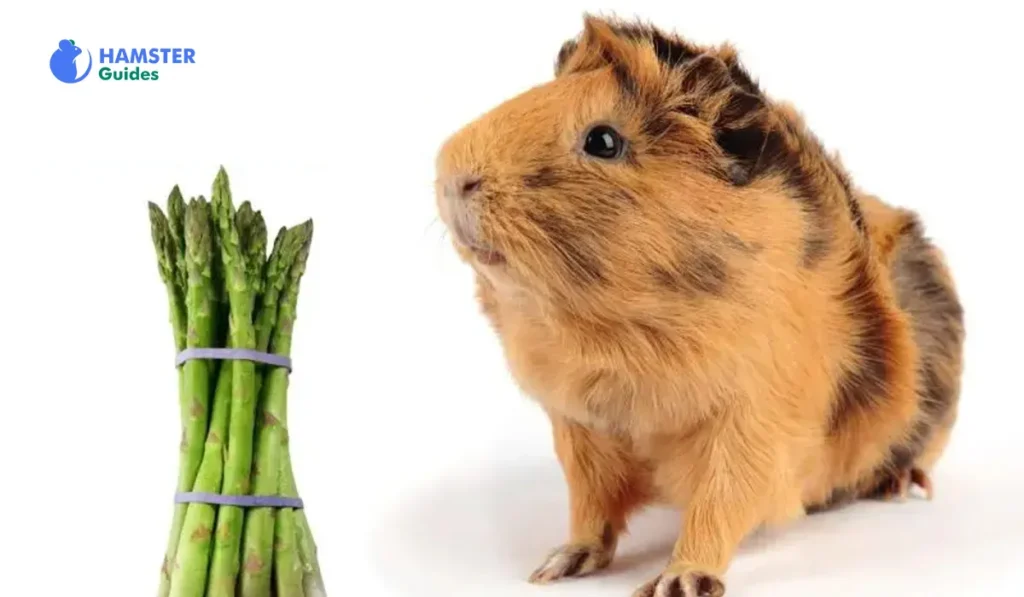 Can Hamsters Eat Cooked Asparagus