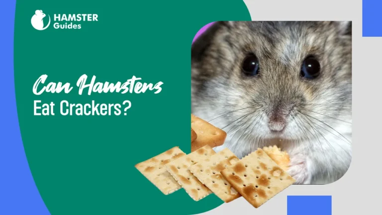 Can Hamsters Eat Crackers