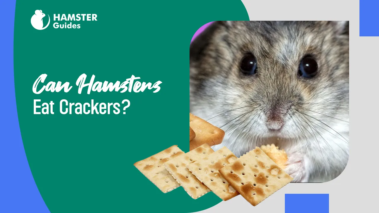 Can Hamsters Eat Crackers