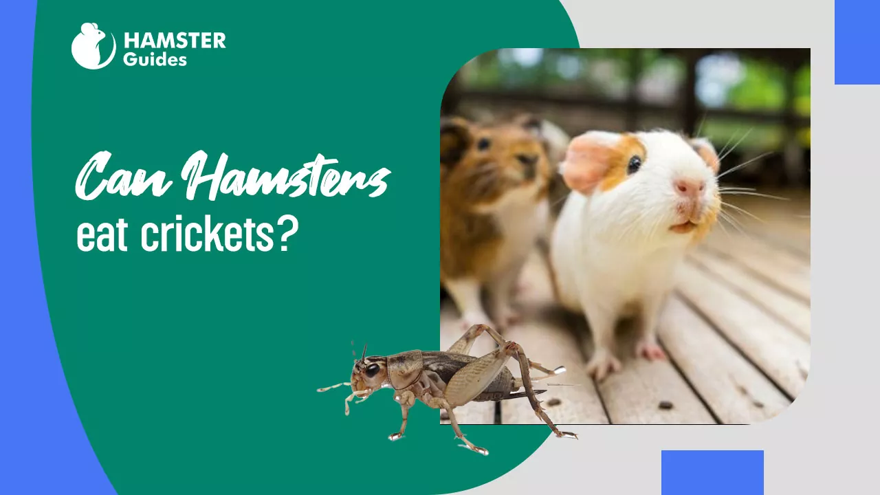 Can Hamsters Eat Crickets?