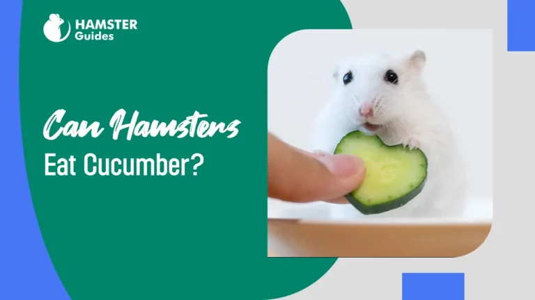 Can Hamsters Eat Cucumber
