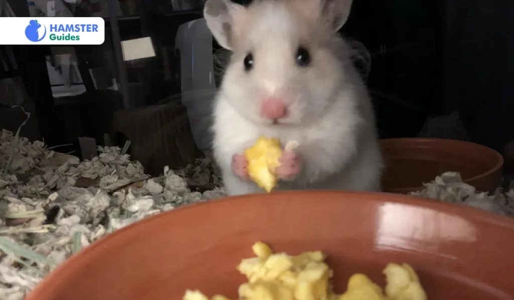 Can Hamsters Eat Fried Eggs, Poached Eggs, Raw Egg Yolks, and Eggshells