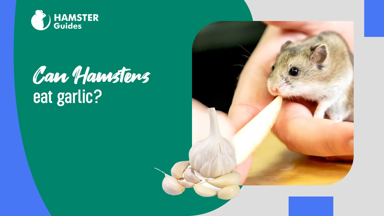 Can Hamsters Eat Garlic