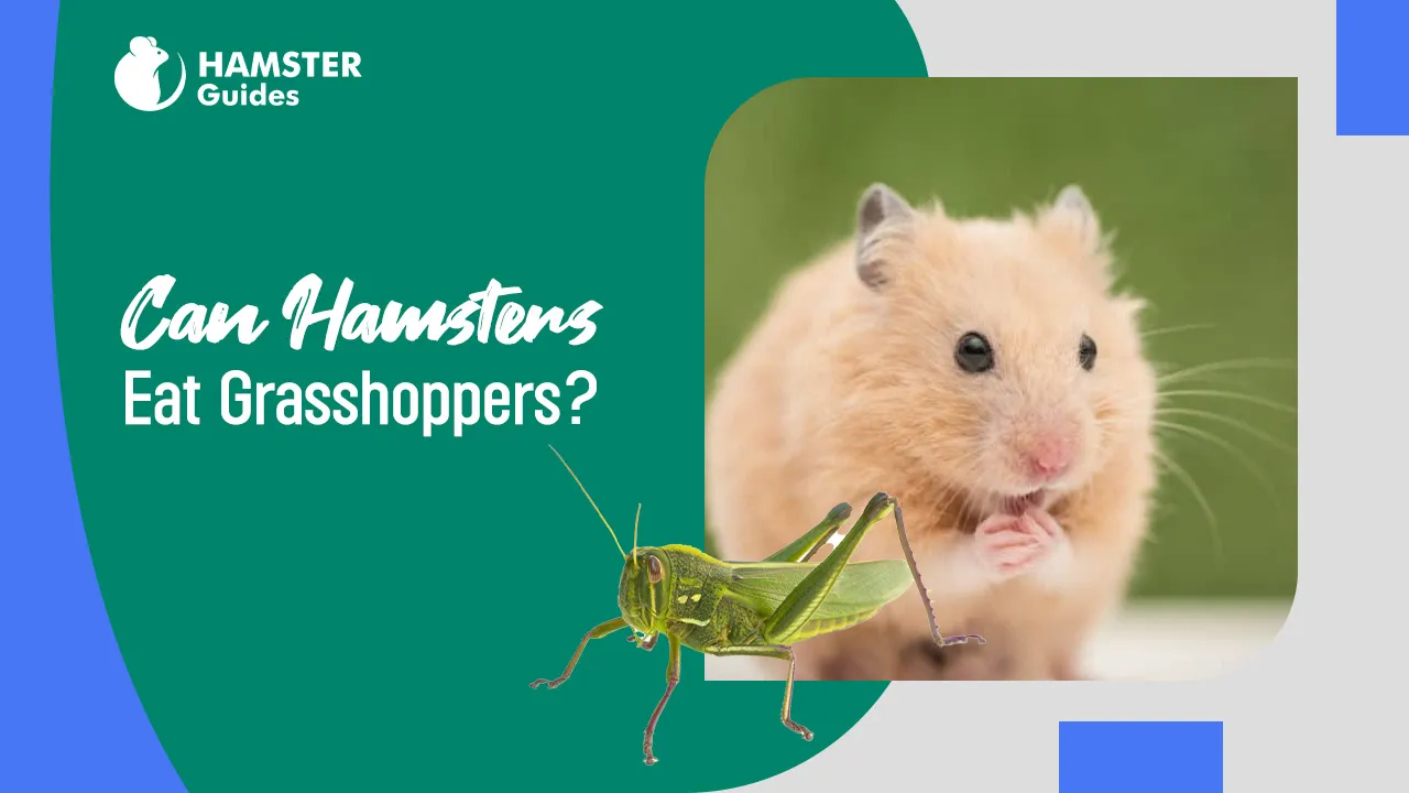 Can Hamsters Eat Grasshoppers