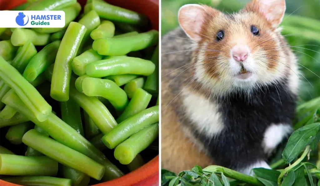 Can Hamsters Eat Green Beans Raw  Steaming Or Cooking
