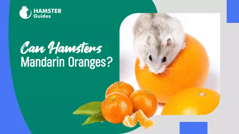 Can Hamsters Eat Mandarin Oranges