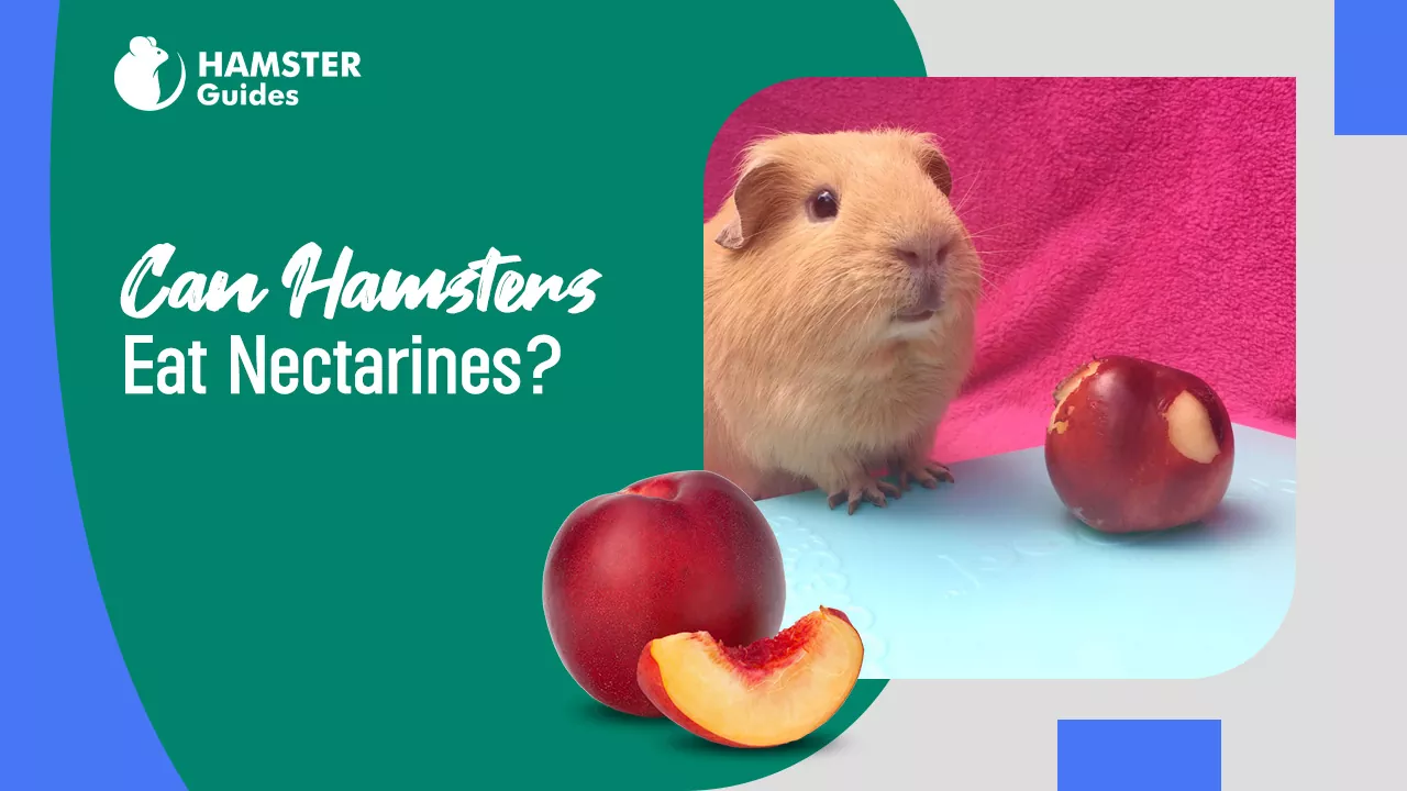 Can Hamsters Eat Nectarines
