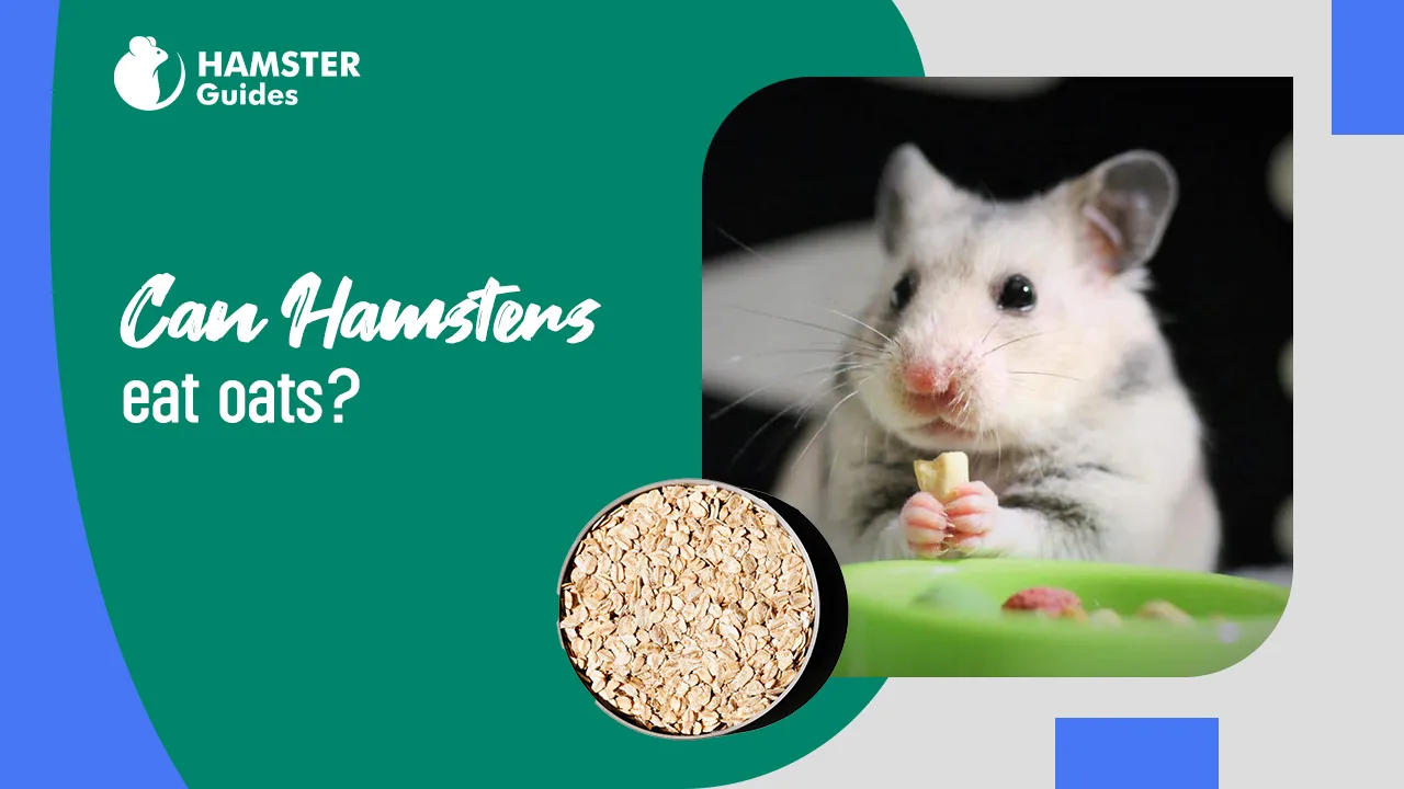 Can-Hamsters-Eat-Oats