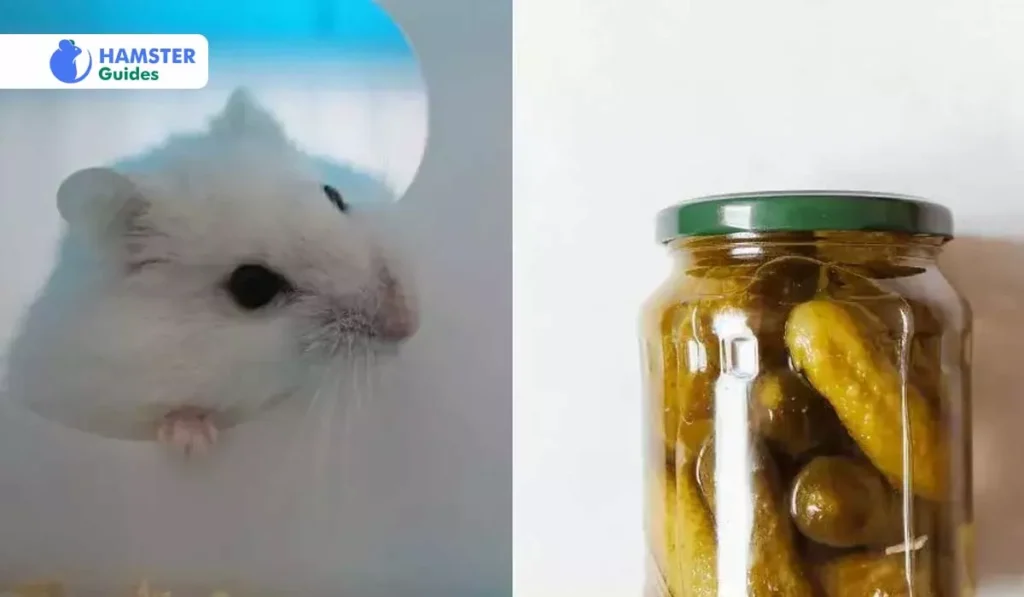 Can Hamsters Eat Pickles