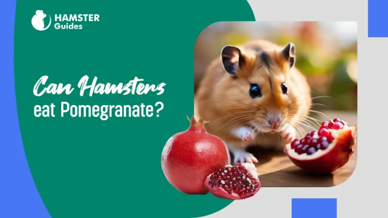 Can Hamsters Eat Pomegranate