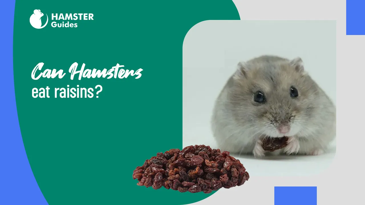 Can Hamsters Eat Raisins