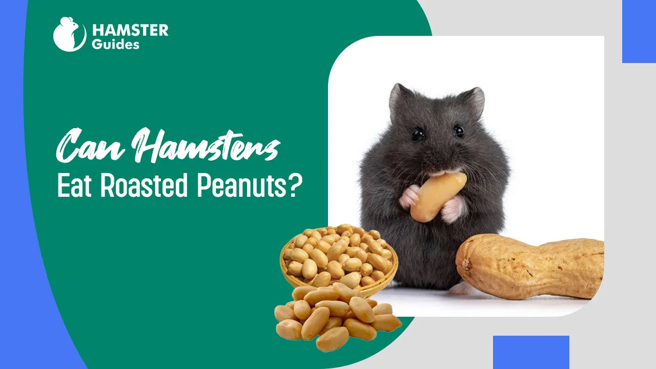 Can Hamsters Eat Roasted Peanuts